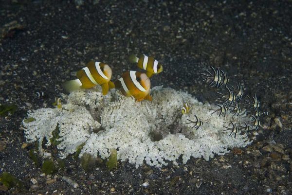 Indonesia, A ringed anemone community